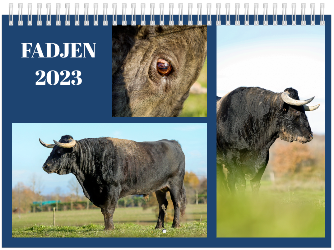 calendrier vache bovin 2023 association anti corrida fadjen