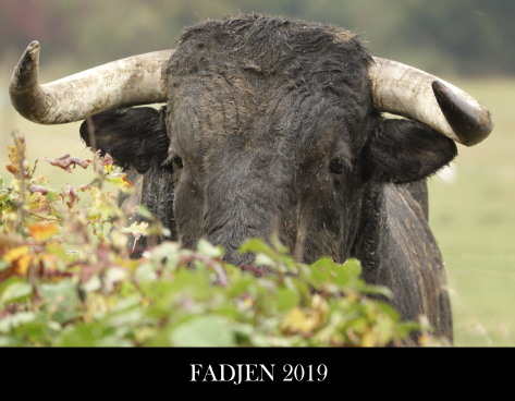 calendrier vache bovin 2019 association anti corrida fadjen