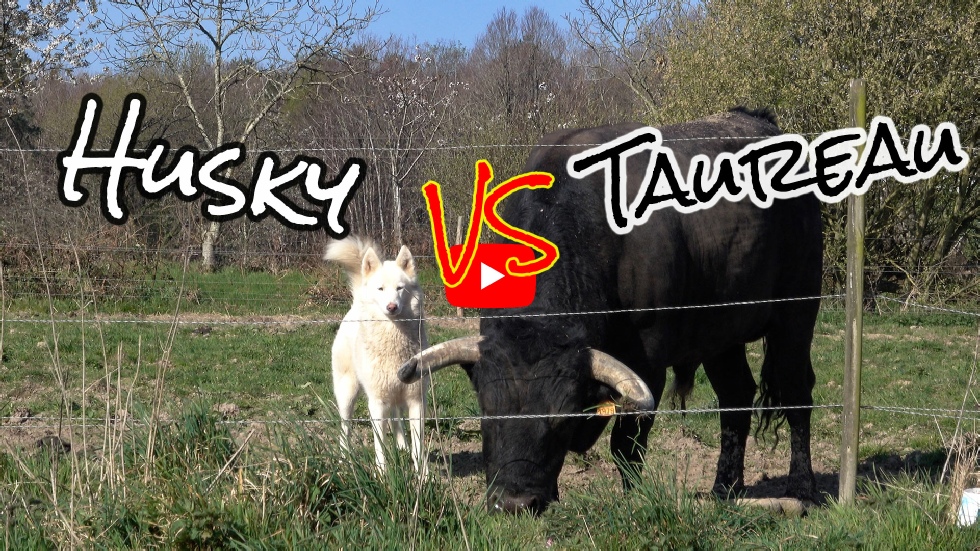 Tytwo, husky sibérien et Fadjen, taureau espagnol mangent des granulés.